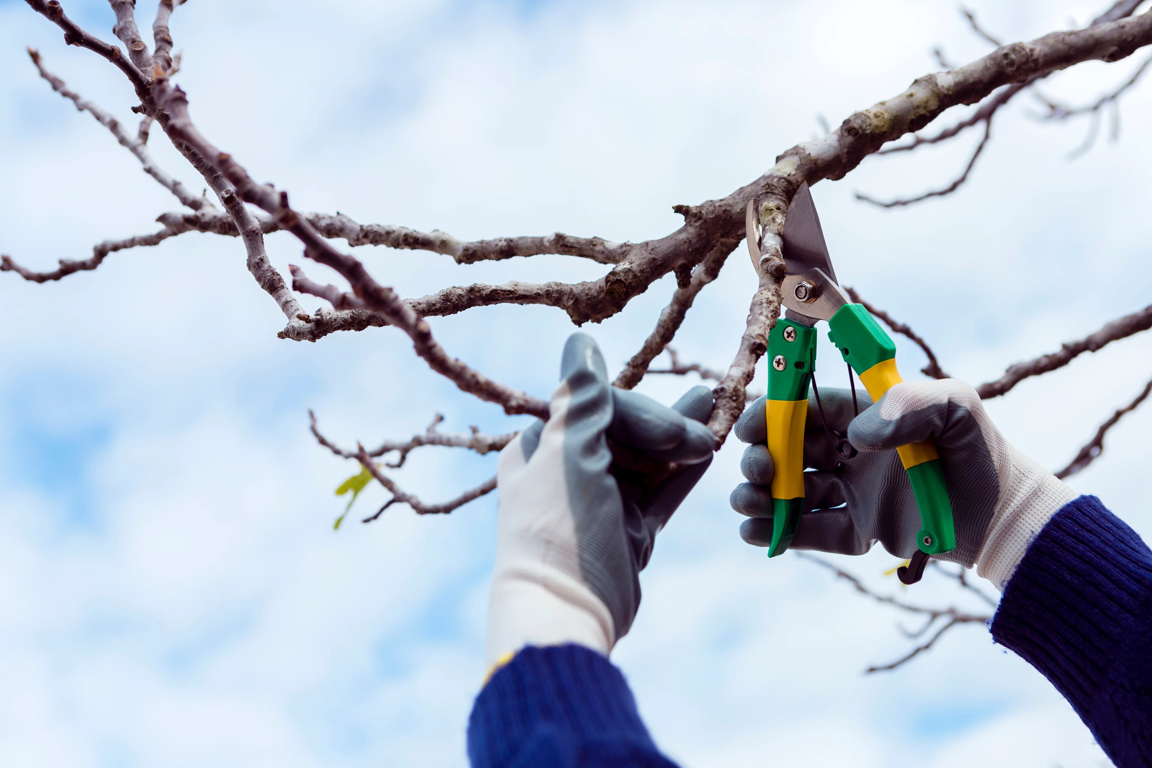 Person using pruning shears on a tree branch
