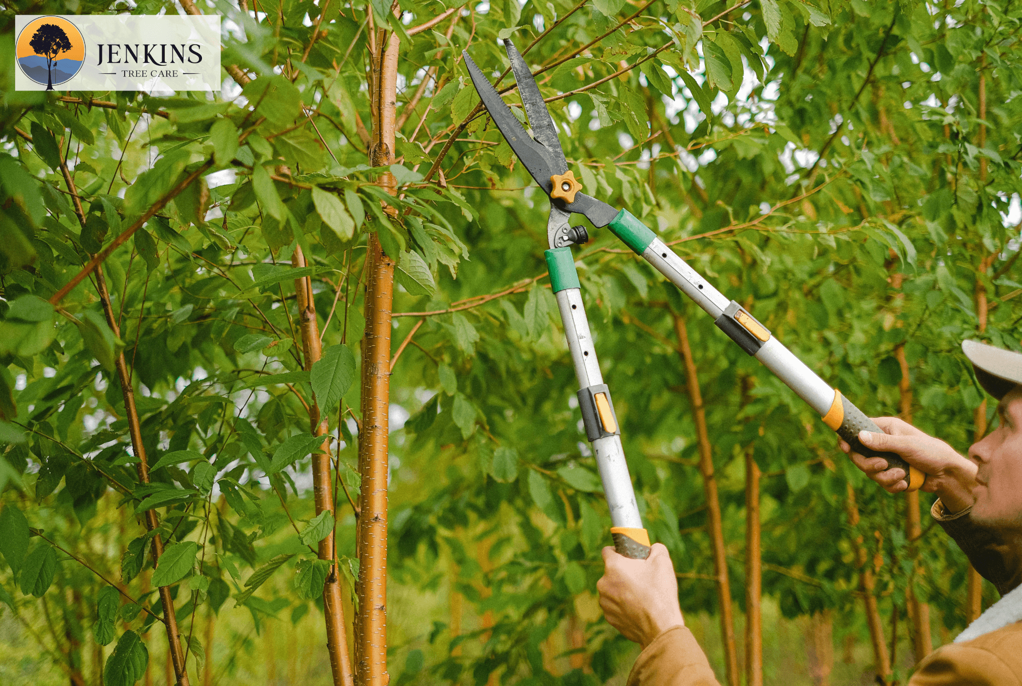 Expert Tree Pruning in Asheville, NC: How Proper Cuts Improve Growth and Prevent Future Problems